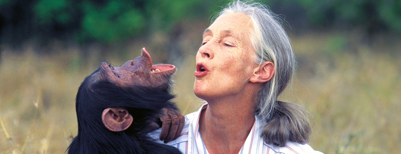 Jane Goodall: Življenje s šimpanzi 